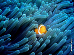 Finding Nemo by Alex Lok 